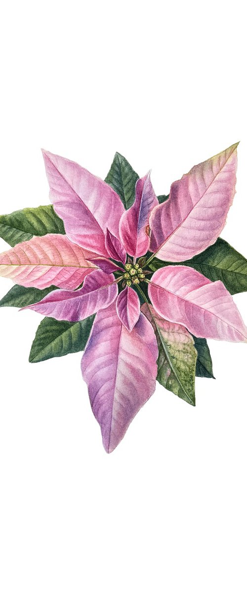 Poinsettia - Christmas flower Painting by Yuliia Prokopchuk