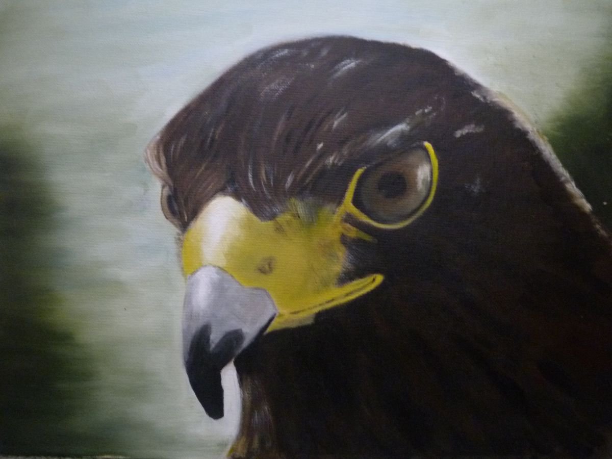 Eagle Eyed by Karen Spence