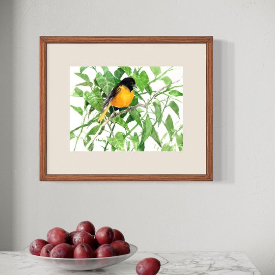 Baltimore Oriole