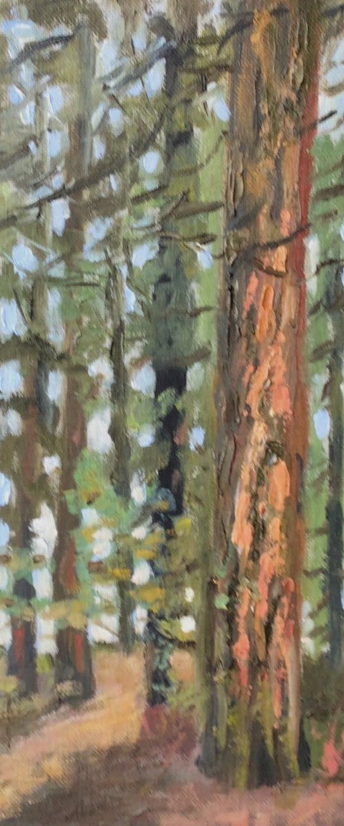 Redwood trees Longleat by Julian Lovegrove Art