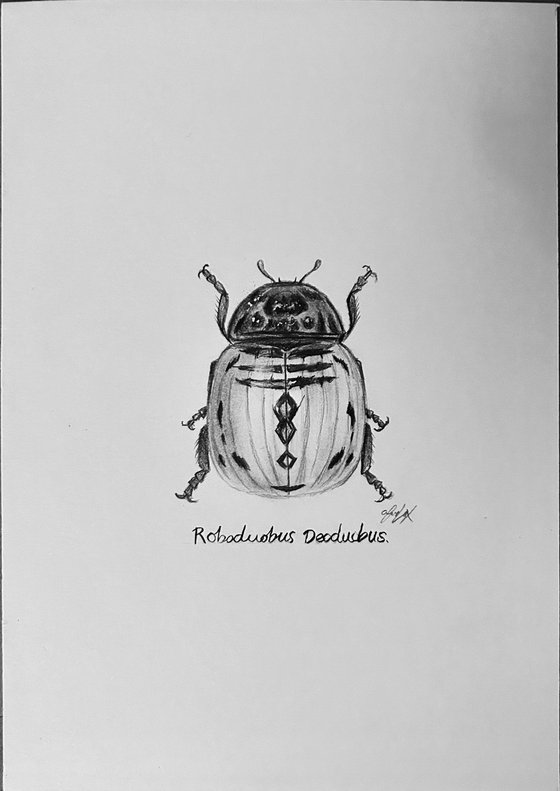 Roboduobus Deoduobus