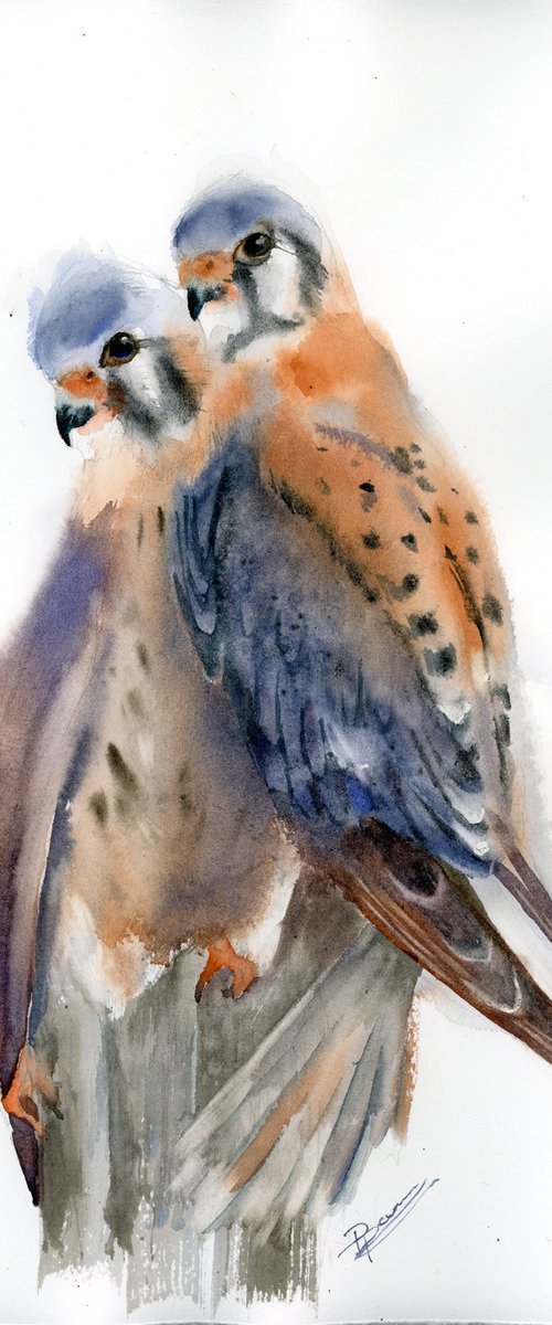 Resting Kestrels by Olga Tchefranov (Shefranov)