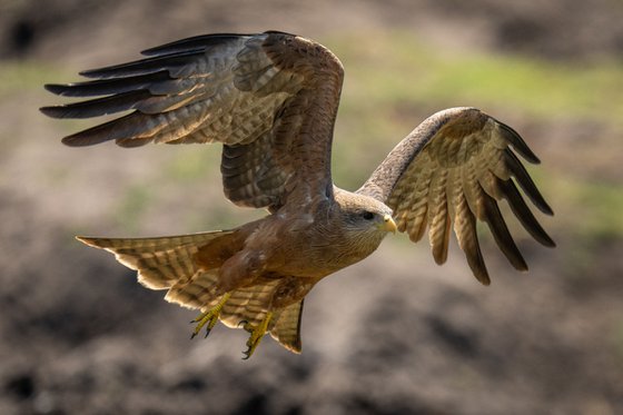 Flying Kite