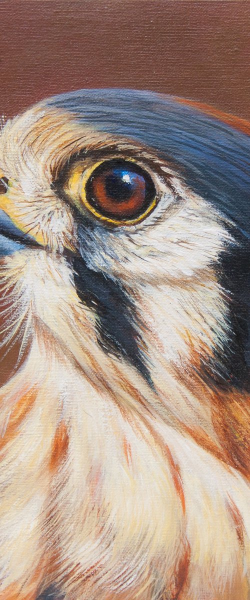 Falcon - American Kestrel by Norma Beatriz Zaro