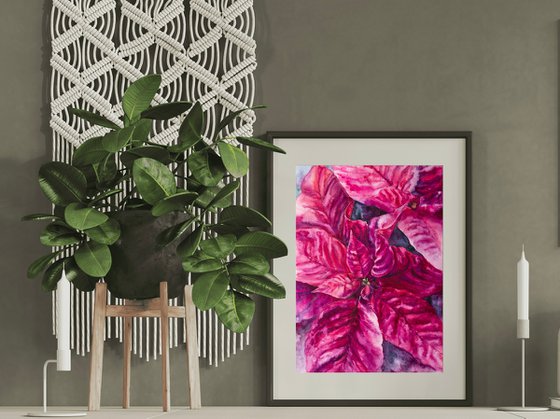 Poinsettia magenta flower