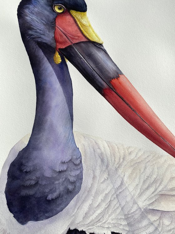 Saddle-billed Stork Portrait