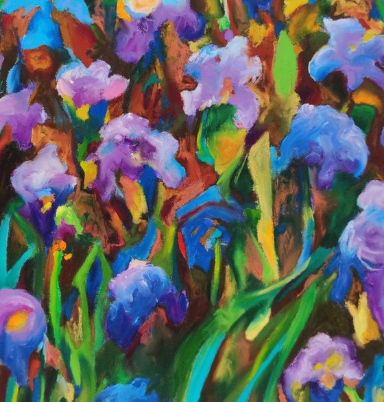 Blue Iris Fields