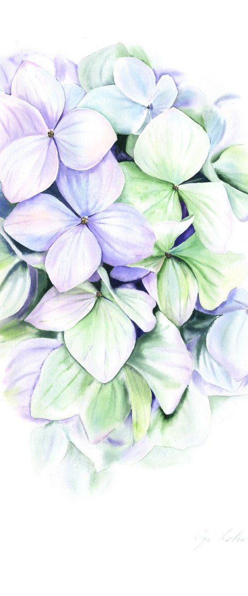 Mint Hydrangea by Olga Koelsch