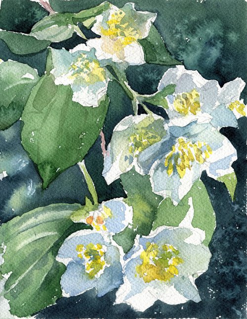 Blooming branches of jasmine by SVITLANA LAGUTINA