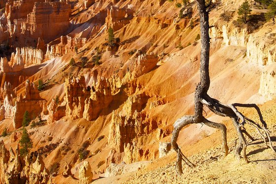Dancing on the Edge