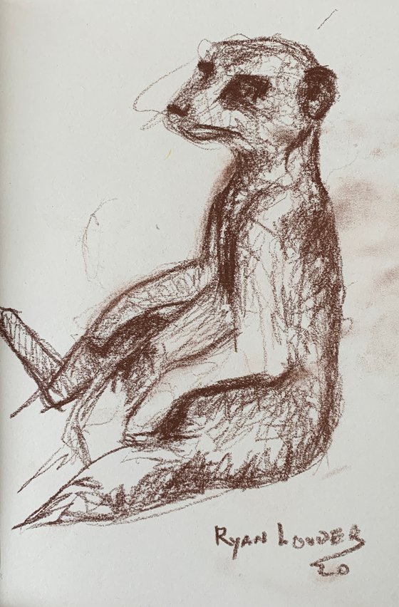 Meerkat Study - wildlife drawing