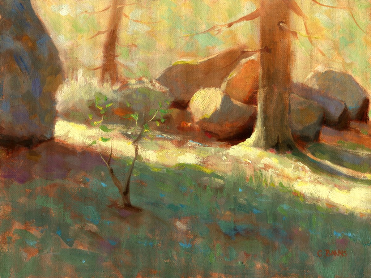 Warm sunlit forest by Gav Banns