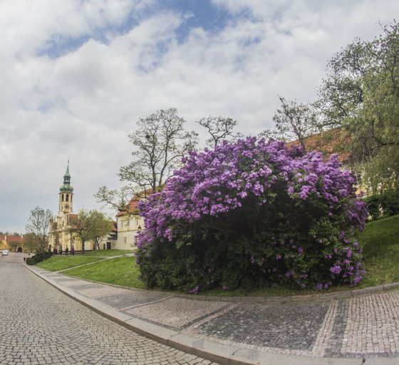 Prague Spring Loreta Lilacs