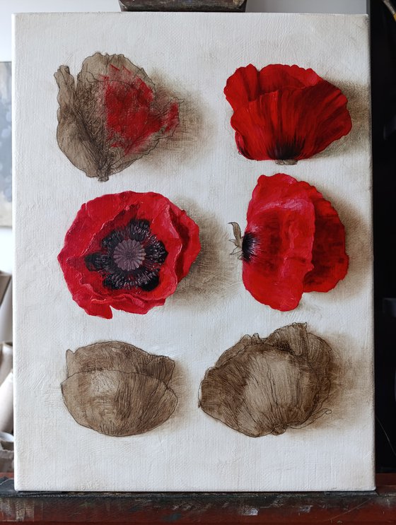 Wild poppies 01