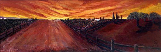 Olive Fields Under Tuscan Sun