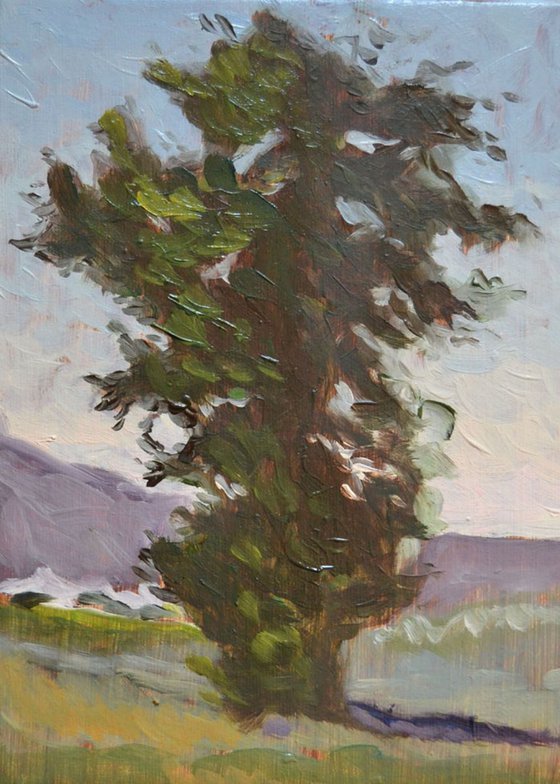 Big Umbrian Oak Tree n.2 Italian Plein Air Oil Painting