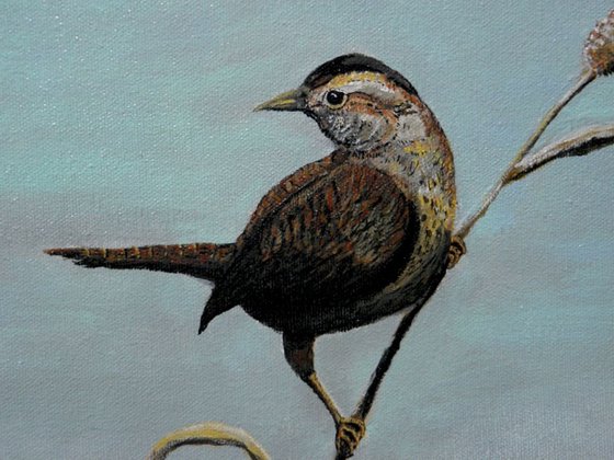 Winter Wren