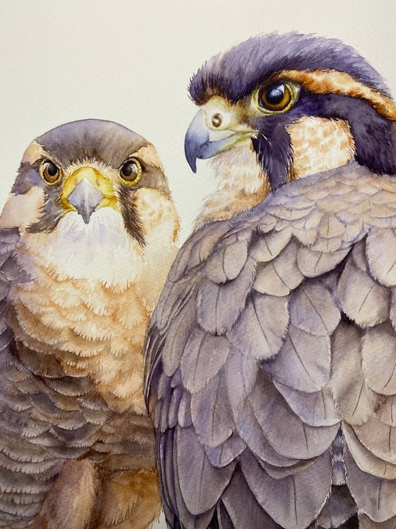 Pair of falcons