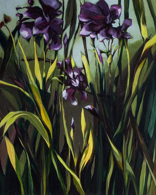 Sun Irises by Vanessa Snyder