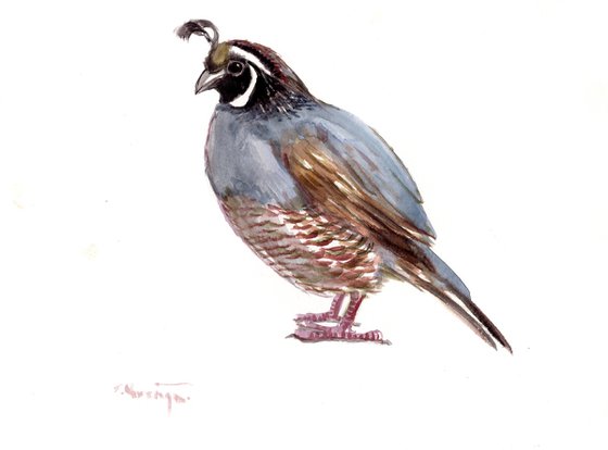 California Quail