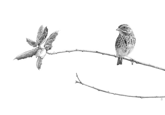 Original graphite pencils drawing bird "Savannah Sparrow"