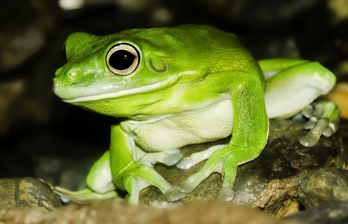 Animals - White-Lipped Tree Frog, Queensland, Australia by MBK Wildlife Photography