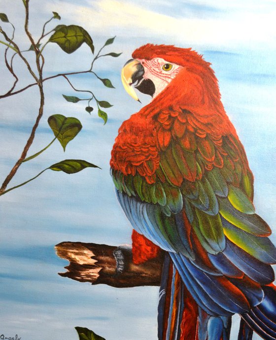 The Red And Green Macaw