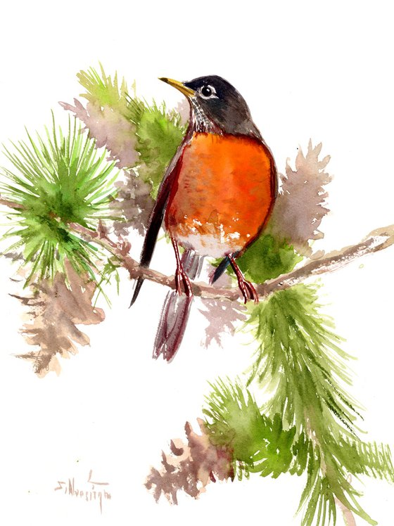 American Robin