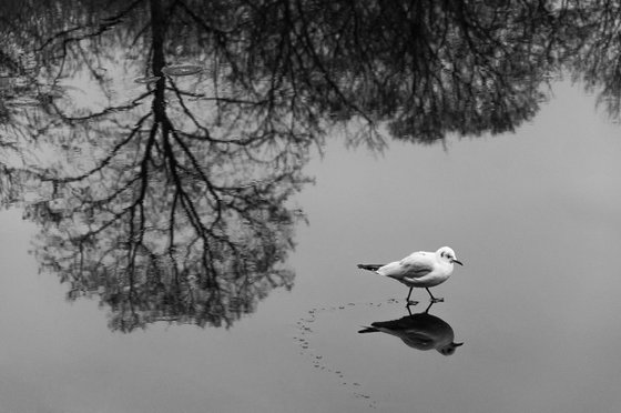 Walking on the water (from the "Birds" set)