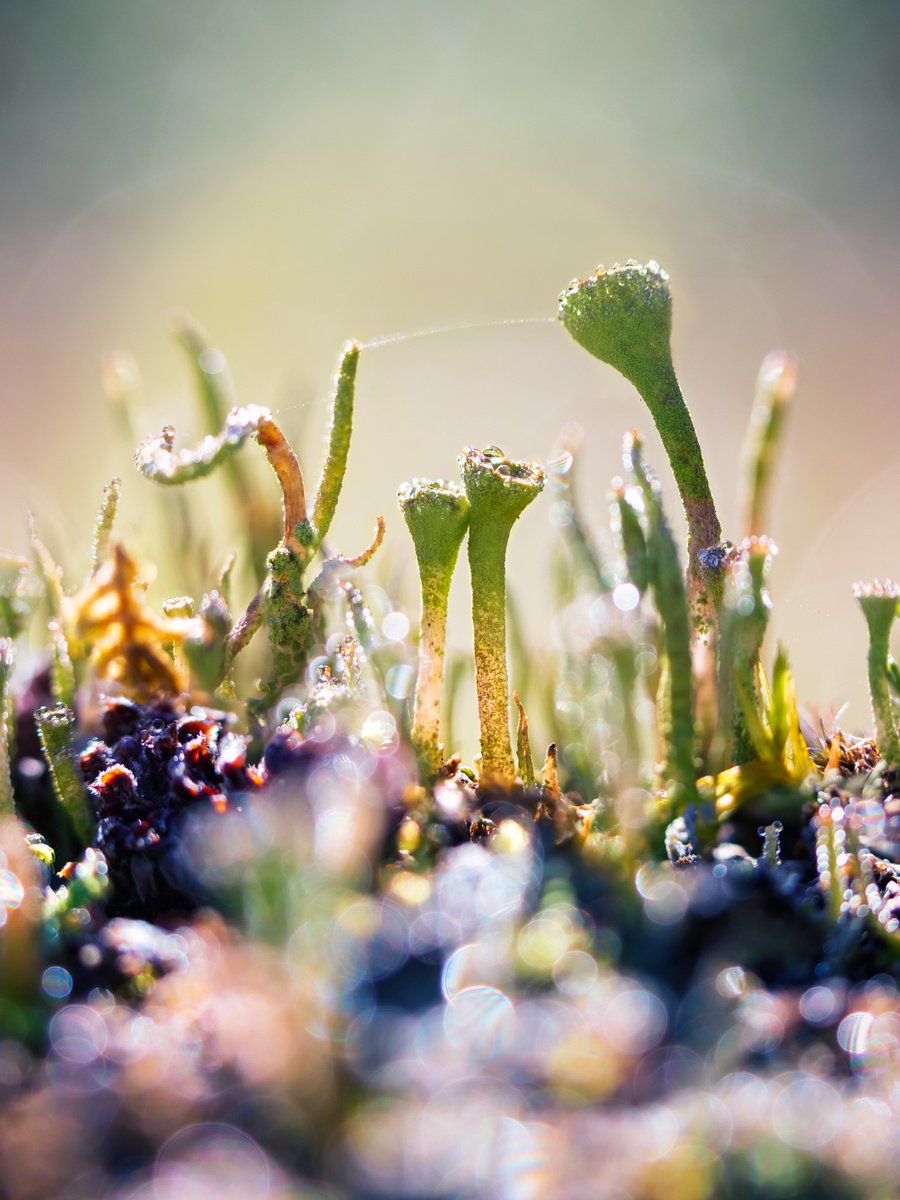 When You said YES - romantic macro photography of Cladonia lichens by Inna Etuvgi