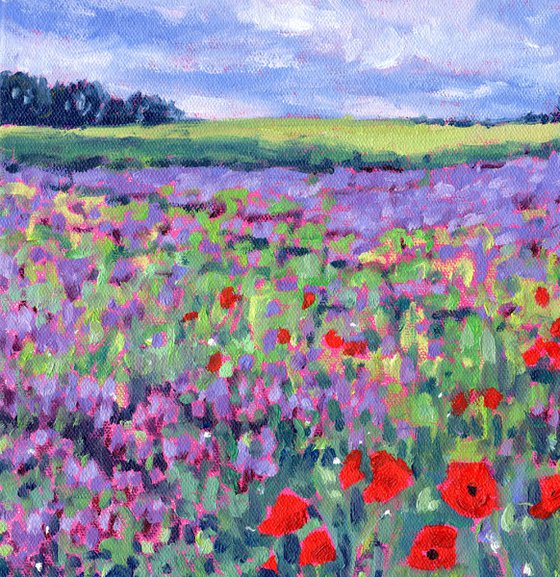 Poppy Flower Meadow