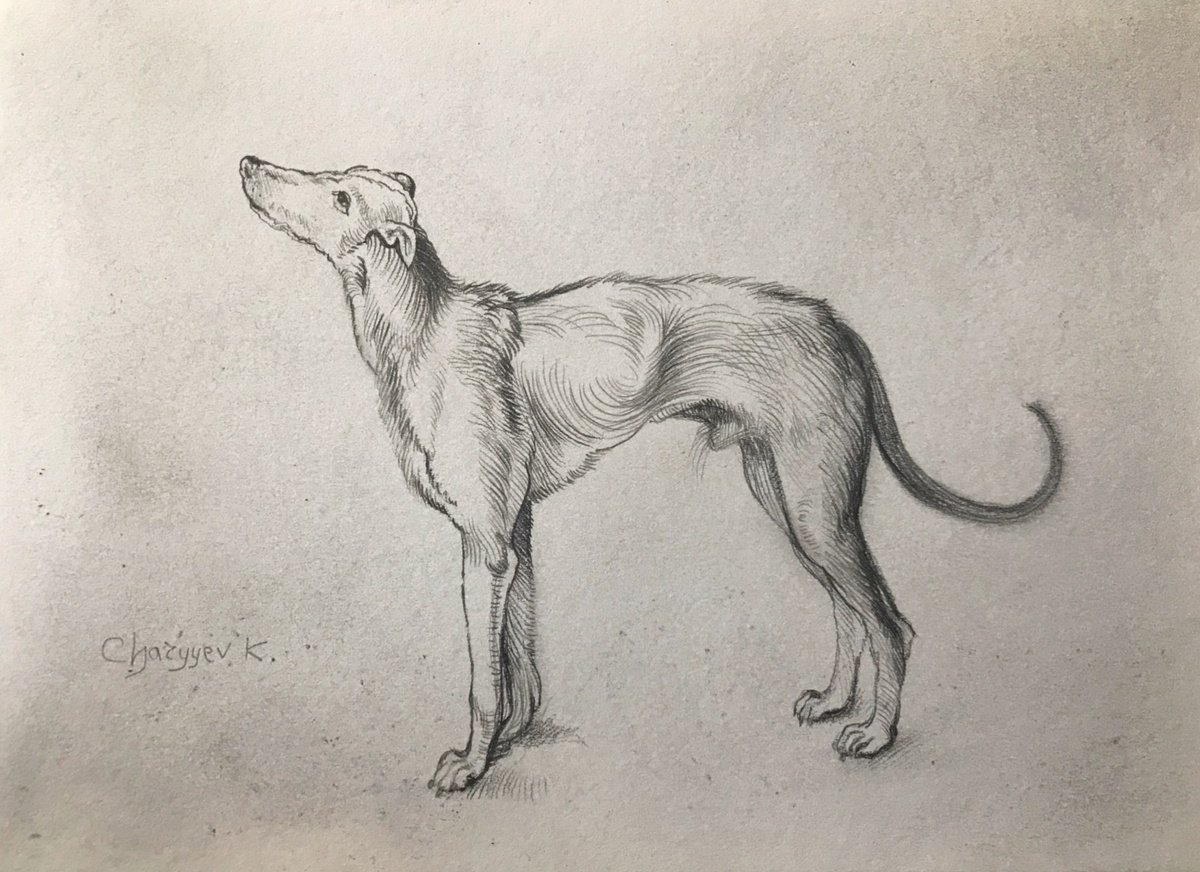 Greyhound by Kakajan Charyyev