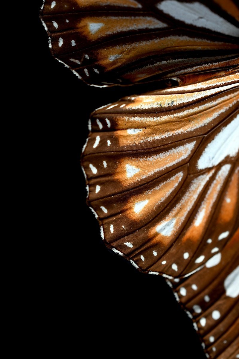 Organic Photograph , Monarch Butterfly Wing By Nadia Culph, 24 X 35, Artwork For Sale On Artfinder