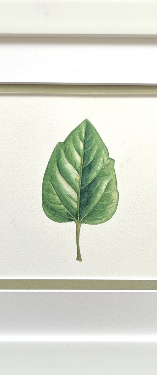 Hibiscus leaf. Original watercolor artwork. by Nataliia Kupchyk