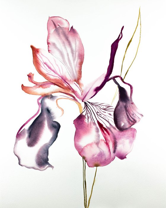 Iris No. 88