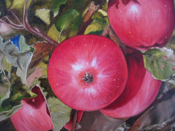 Red Apples on Tree Branch