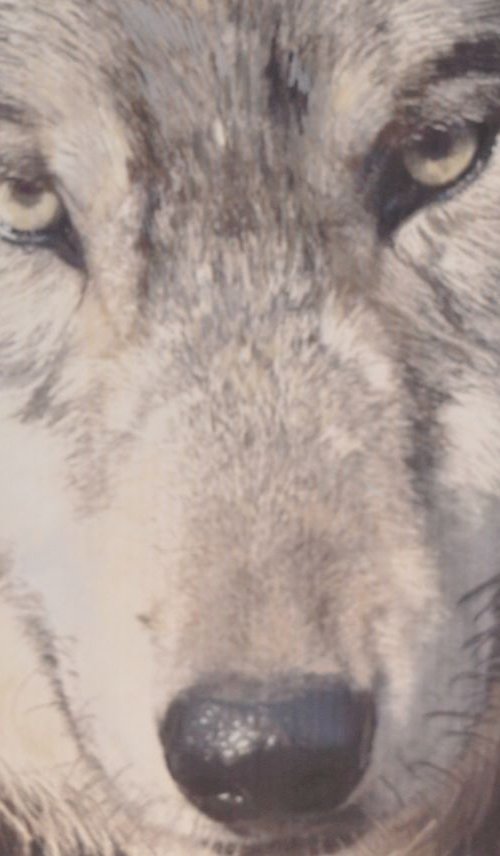 Wolfish Wonder by artbyhew