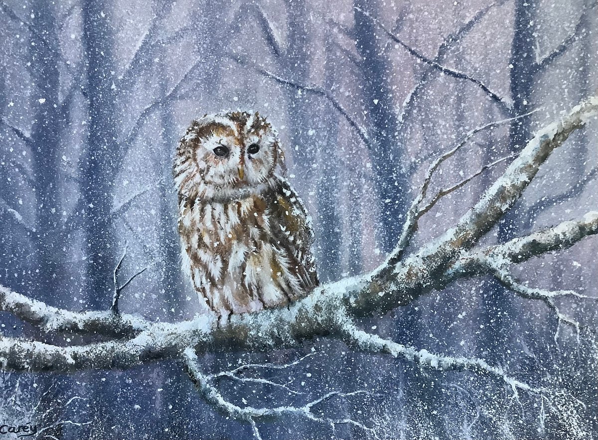 Tawny Owl Winter scene by Darren Carey