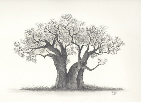 Baobab Tree