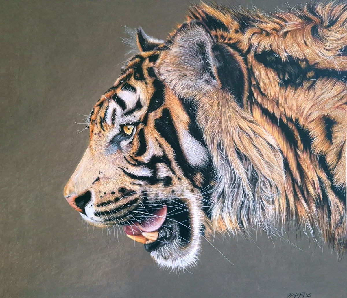 Photorealistic Animal Pencil Drawing By Silvia Frei, 20 X 24", 