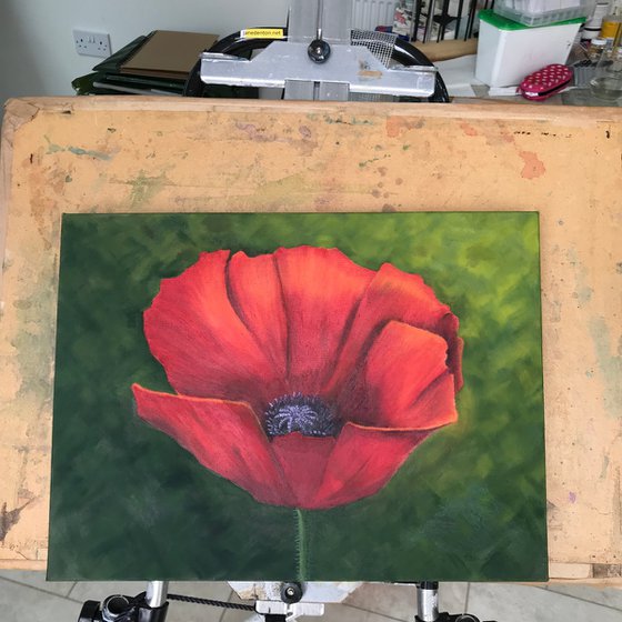 Red Poppy