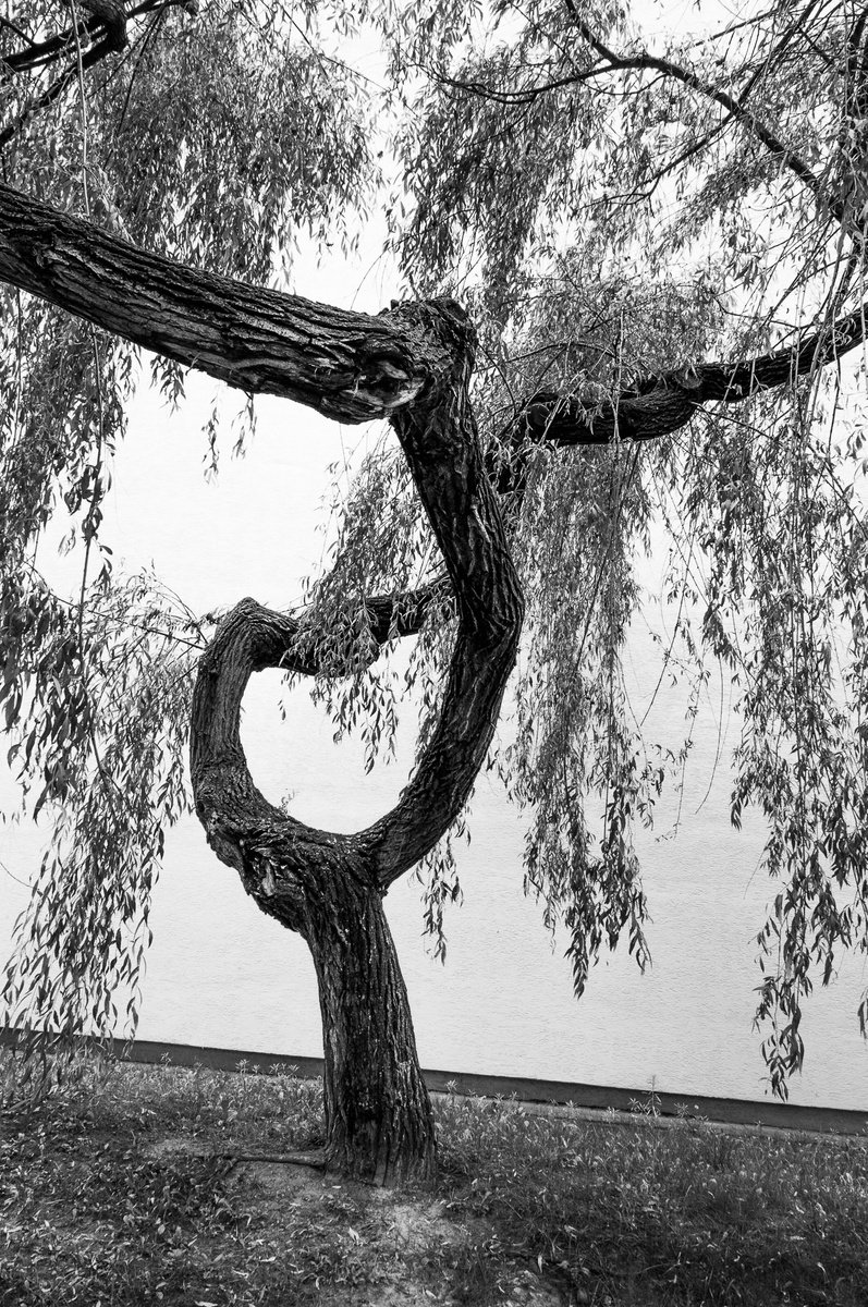 This Way (from Trees set) by Adam Mazek