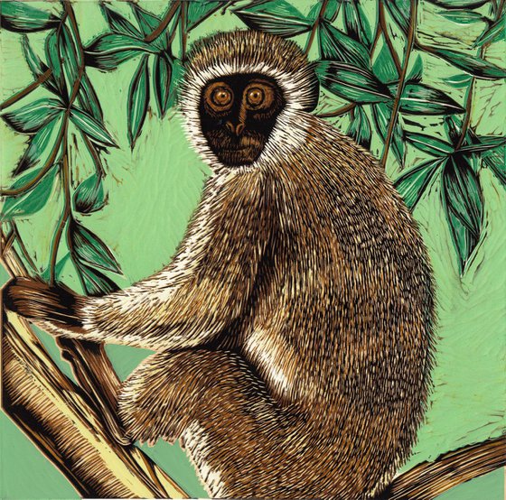 Vervet Monkey, Samburu