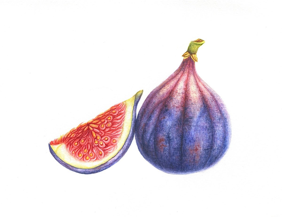 Photorealistic Botanical Watercolour By Alona Hrinchuk, 13 X 11, Purple Fig Original Watercolor, Original Artwork
