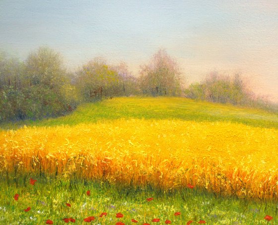 Wheat field in summer