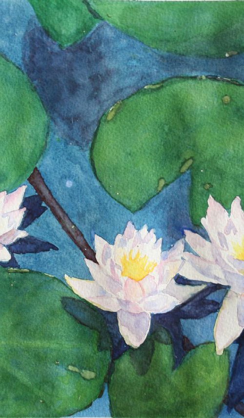Water lily. White Lotus Flowers. Pond by Salana Art Gallery