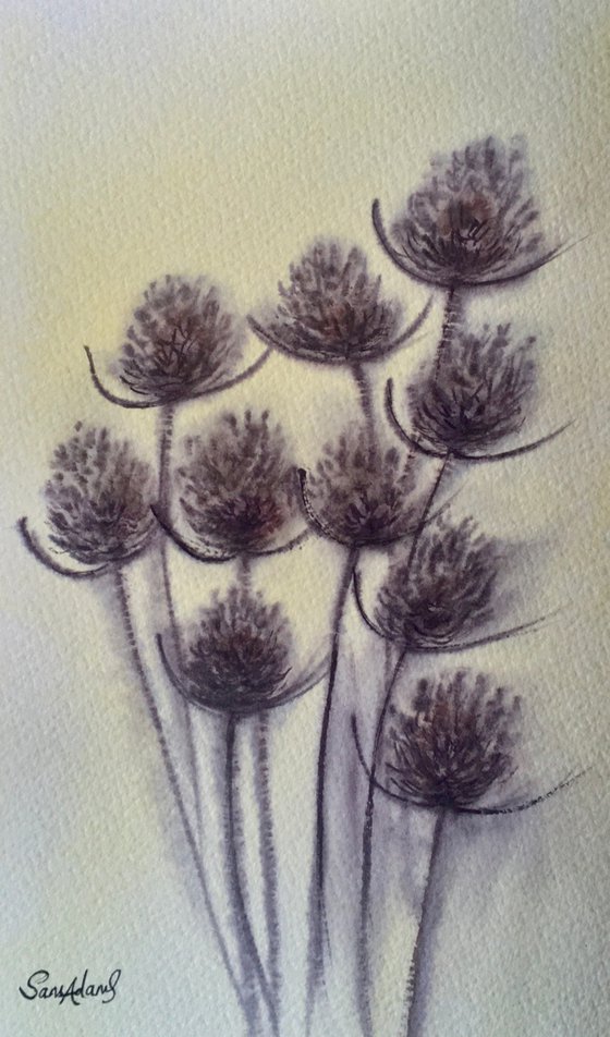 Teasels in the light