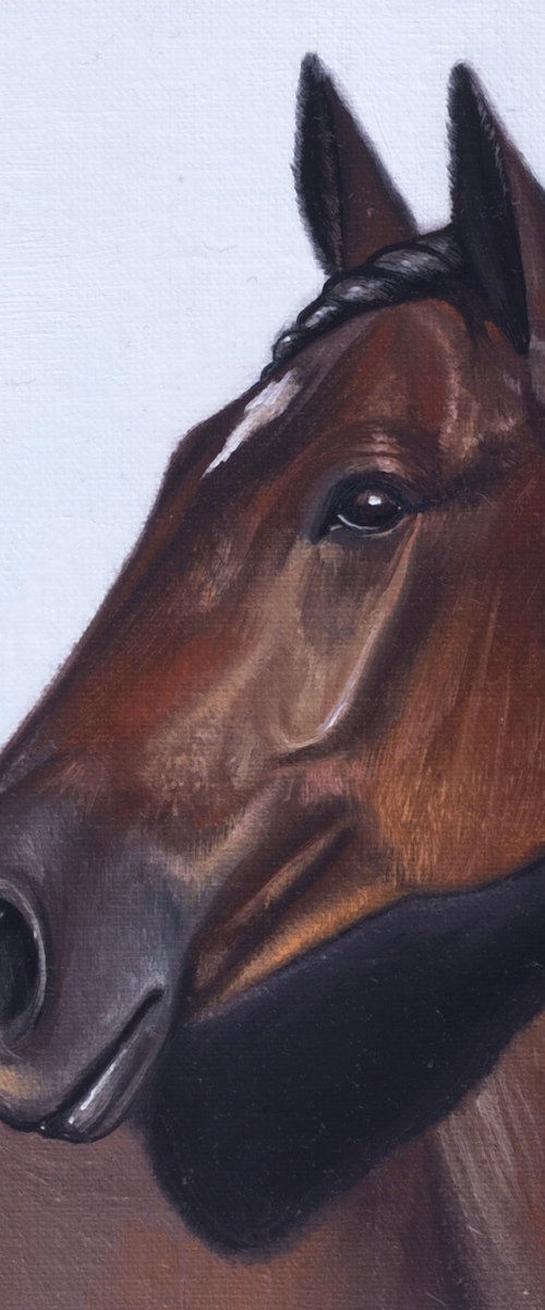 Horse Portrait 31 by Anastasia Parfilo