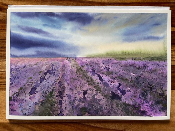 Lavender Field