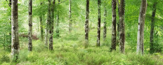 Beech Tree Panorama